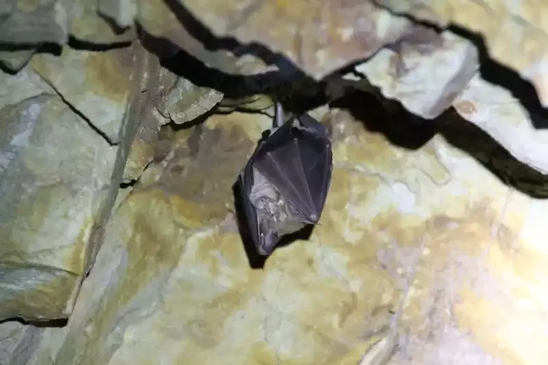 A bat hanging from a rock ledge